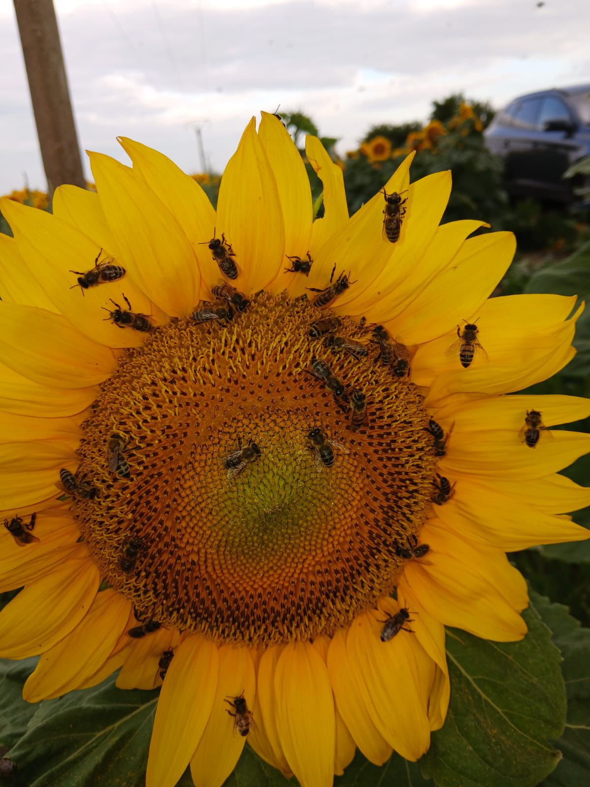 Honingbijen op een zonnebloem bij Sibiu
